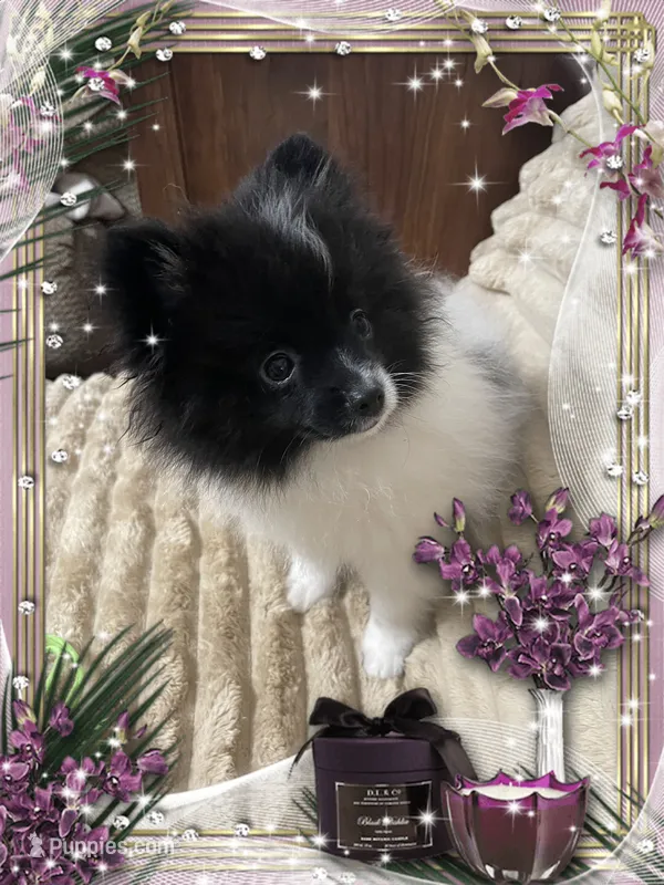 Bartie aka Davie – Pomeranian puppy for sale in Titus, AL
