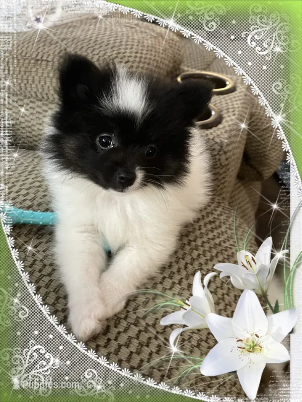 Icee – Pomeranian puppy for sale in Titus, AL