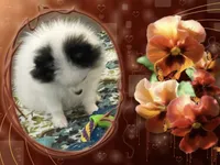 Mystical the Love Bandit aka Jojo, a female Pomeranian for sale in Titus, AL – 6 of 8