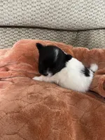 Davie, a male Pomeranian for sale in Titus, AL – 5 of 10