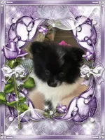 Bartie aka Davie, a male Pomeranian for sale in Titus, AL – 7 of 9