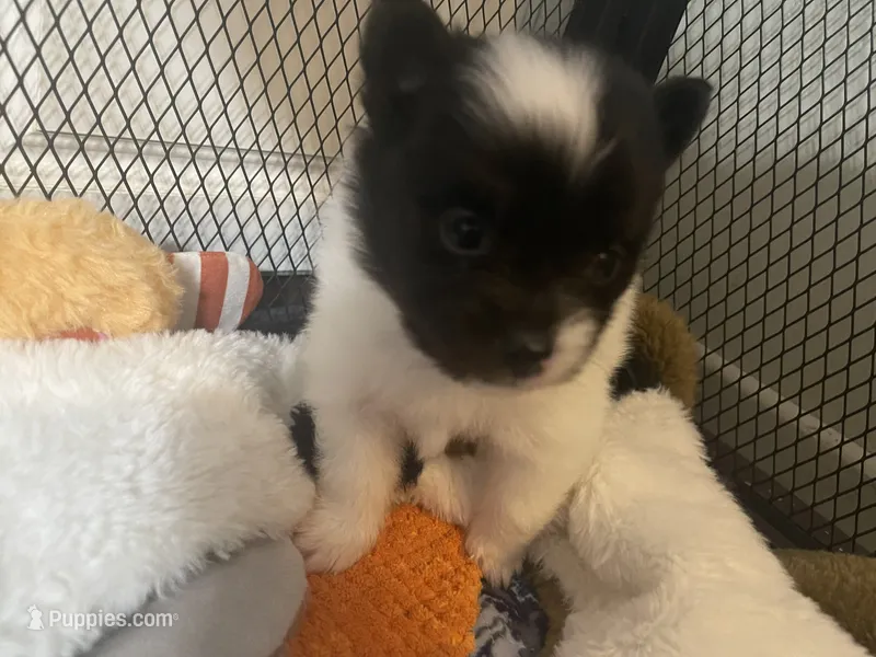 Icee – Pomeranian puppy for sale in Titus, AL
