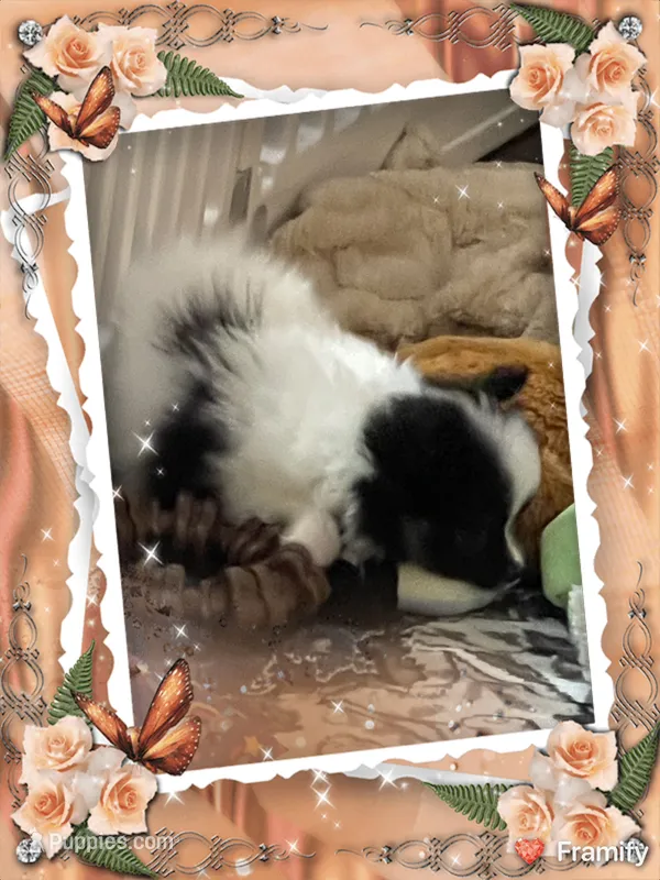 Georgie – Pomeranian puppy for sale in Titus, AL