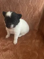 Icee, a male Pomeranian for sale in Titus, AL – 2 of 9
