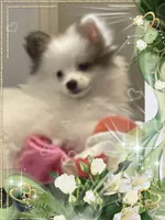 Sassy Alexia the II aka Kelly, a female Pomeranian for sale in Titus, AL – 6 of 7