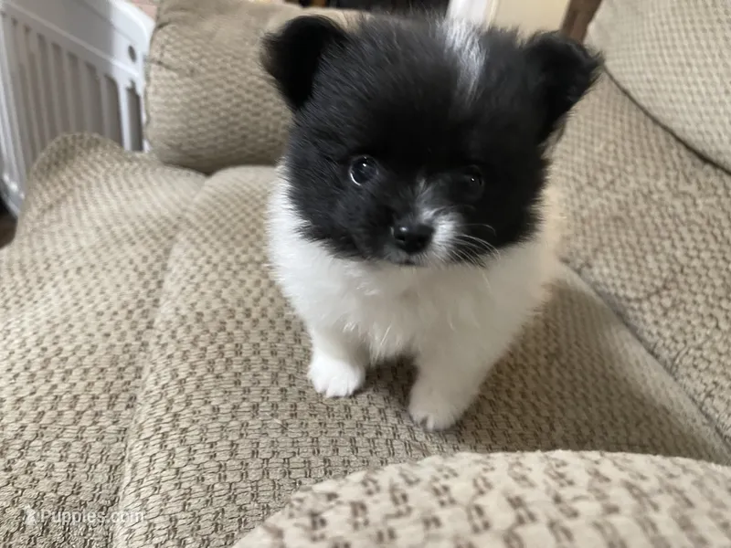 Davie – Pomeranian puppy for sale in Titus, AL