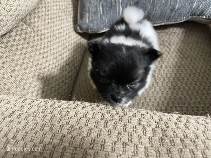 Lottie – Pomeranian puppy for sale in Titus, AL