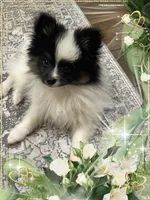 PBJ aka Georgie, a male Pomeranian for sale in Titus, AL – 3 of 9