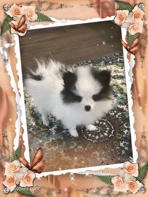 Mystical the Love Bandit aka Jojo – Pomeranian puppy for sale in Titus, AL