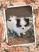 Mystical the Love Bandit aka Jojo, a female Pomeranian for sale in Titus, AL – 1 of 8