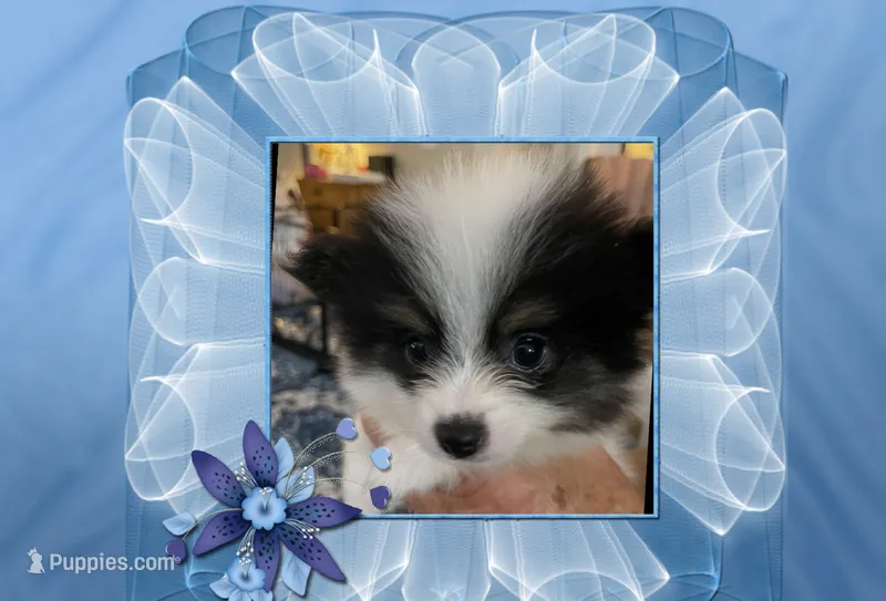 Happy – Pomeranian puppy for sale in Titus, AL