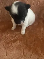Icee, a male Pomeranian for sale in Titus, AL – 3 of 9