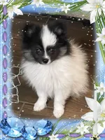 Caspar aka Icee, a male Pomeranian for sale in Titus, AL – 3 of 6