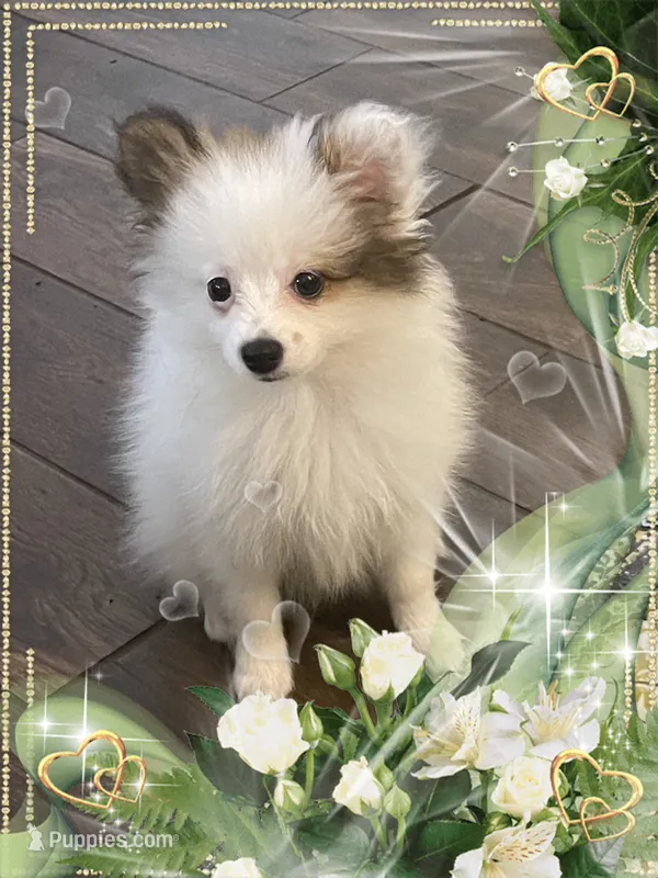 Sassy Alexia the II aka Kelly – Pomeranian puppy for sale in Titus, AL