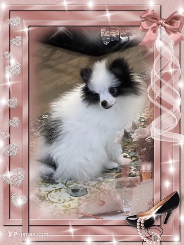 Mystical is Pending – Pomeranian puppy for sale in Titus, AL