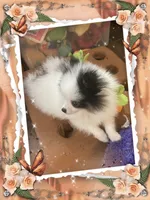 Mystical the Love Bandit aka Jojo, a female Pomeranian for sale in Titus, AL – 3 of 8