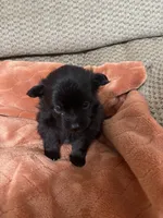 Ellie Pending, a female Pomeranian for sale in Titus, AL – 7 of 9