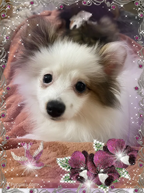Sassy Alexia, a female Pomeranian for sale in Titus, AL – 1 of 4