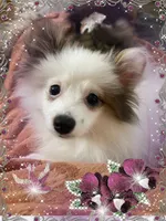 Sassy Alexia, a female Pomeranian for sale in Titus, AL – 1 of 4