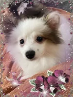 Sassy Alexia, a female Pomeranian for sale in Titus, AL – 4 of 4