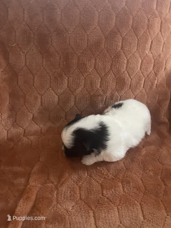 Georgie – Pomeranian puppy for sale in Titus, AL