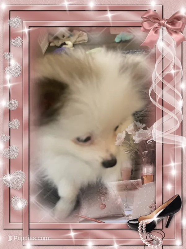 Kelly – Pomeranian puppy for sale in Titus, AL
