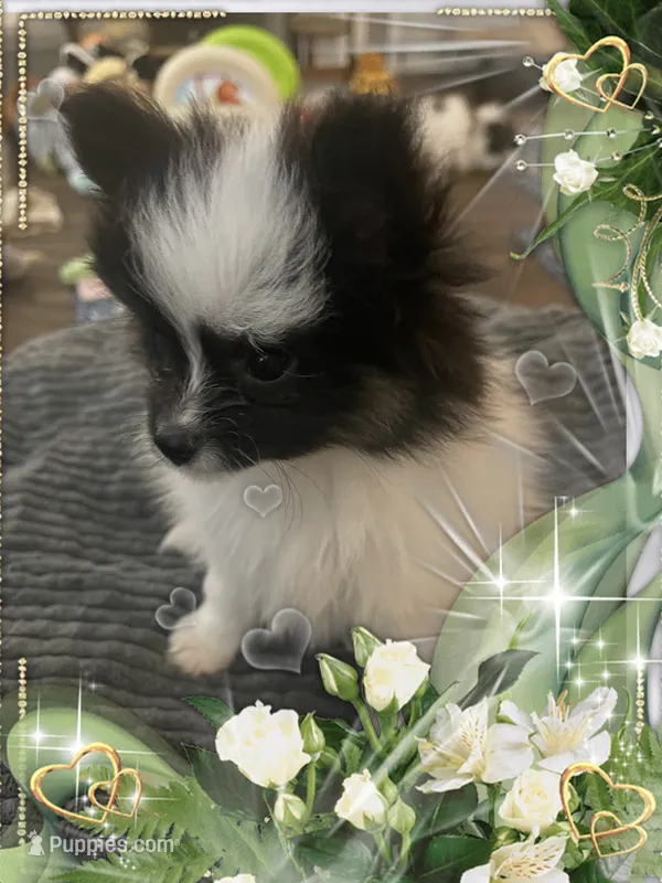 Georgie – Pomeranian puppy for sale in Titus, AL