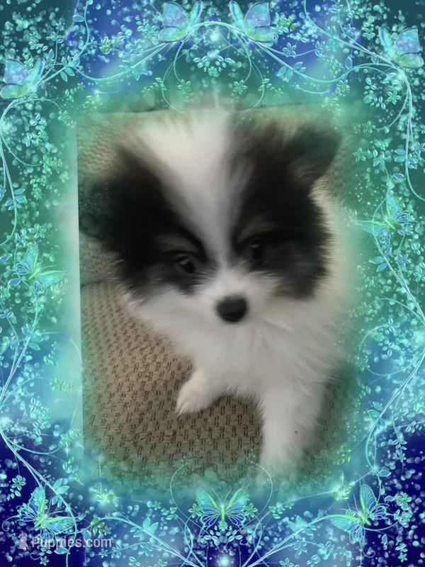 Happy – Pomeranian puppy for sale in Titus, AL