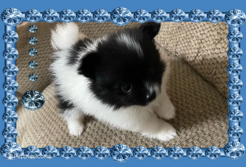 Davie – Pomeranian puppy for sale in Titus, AL
