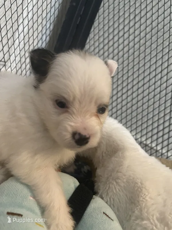 Kelly – Pomeranian puppy for sale in Titus, AL
