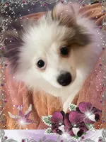 Sassy Alexia, a female Pomeranian for sale in Titus, AL – 3 of 4