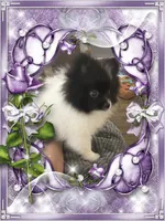 Bartie aka Davie, a male Pomeranian for sale in Titus, AL – 5 of 9
