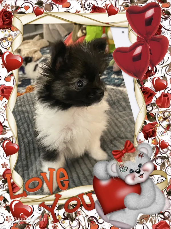 Lottie – Pomeranian puppy for sale in Titus, AL