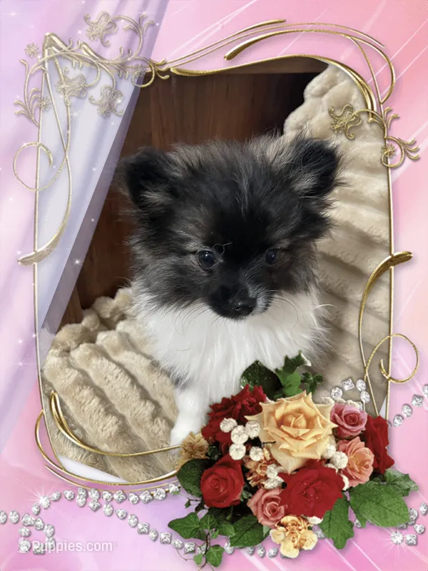 Bellisimo aka Lottie – Pomeranian puppy for sale in Titus, AL