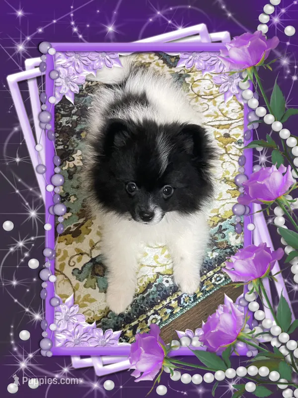 Bartie aka Davie – Pomeranian puppy for sale in Titus, AL