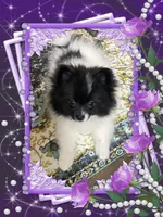 Bartie aka Davie, a male Pomeranian for sale in Titus, AL – 2 of 9