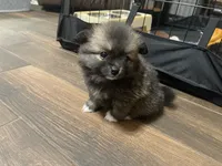 Bailey PENDING, a female Pomeranian for sale in Titus, AL – 2 of 9