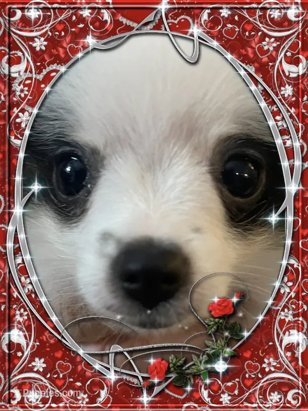 Mystical the Love Bandit aka Jojo – Pomeranian puppy for sale in Titus, AL