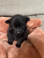 Ellie Pending, a female Pomeranian for sale in Titus, AL – 8 of 9