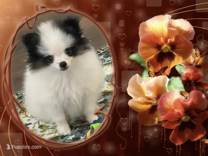 JoJo – Pomeranian puppy for sale in Titus, AL