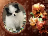 Mystical the Love Bandit aka Jojo, a female Pomeranian for sale in Titus, AL – 5 of 8