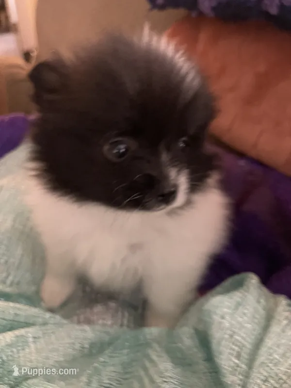 Davie – Pomeranian puppy for sale in Titus, AL