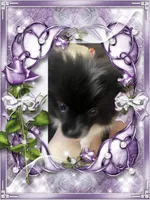 Bartie aka Davie, a male Pomeranian for sale in Titus, AL – 6 of 9
