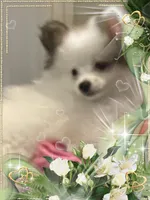 Sassy Alexia the II aka Kelly, a female Pomeranian for sale in Titus, AL – 5 of 7