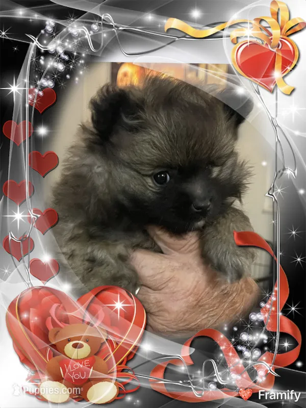 Furby – Pomeranian puppy for sale in Titus, AL
