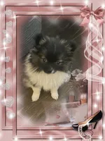 Bellisimo aka Lottie, a female Pomeranian for sale in Titus, AL – 3 of 8