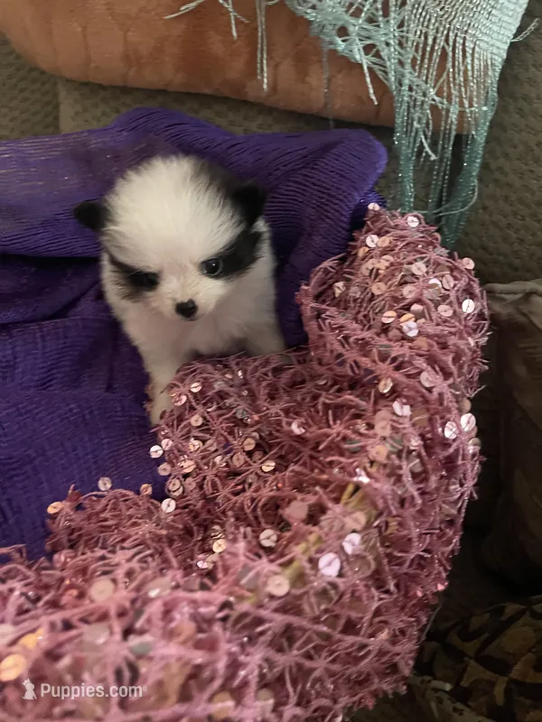 JoJo – Pomeranian puppy for sale in Titus, AL