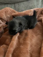 Bailey, a female Pomeranian for sale in Titus, AL – 5 of 10
