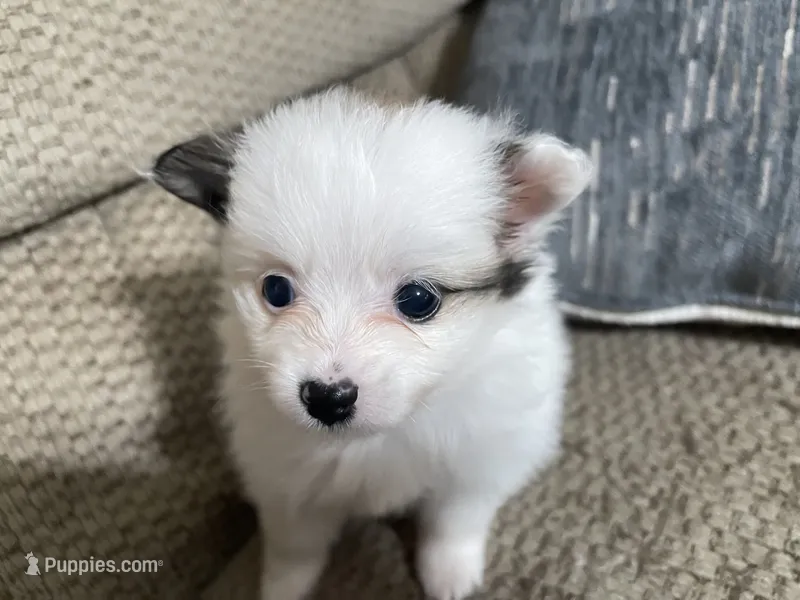 Kelly – Pomeranian puppy for sale in Titus, AL