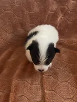 Happy, a male Pomeranian for sale in Titus, AL – 6 of 6